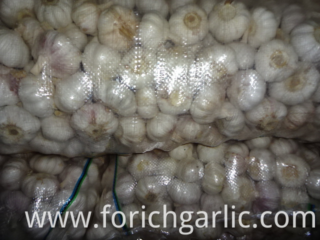 Export Fresh Garlic